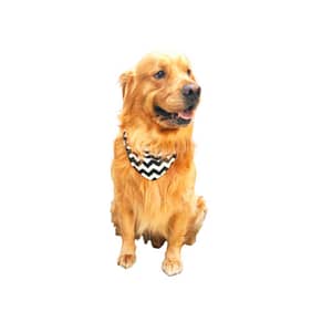 Bandanas Personalizadas para Cachorro